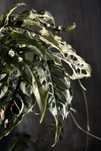 Monstera obliqua Peru - perforowana, dziurawa roślina, nadwyżka własna