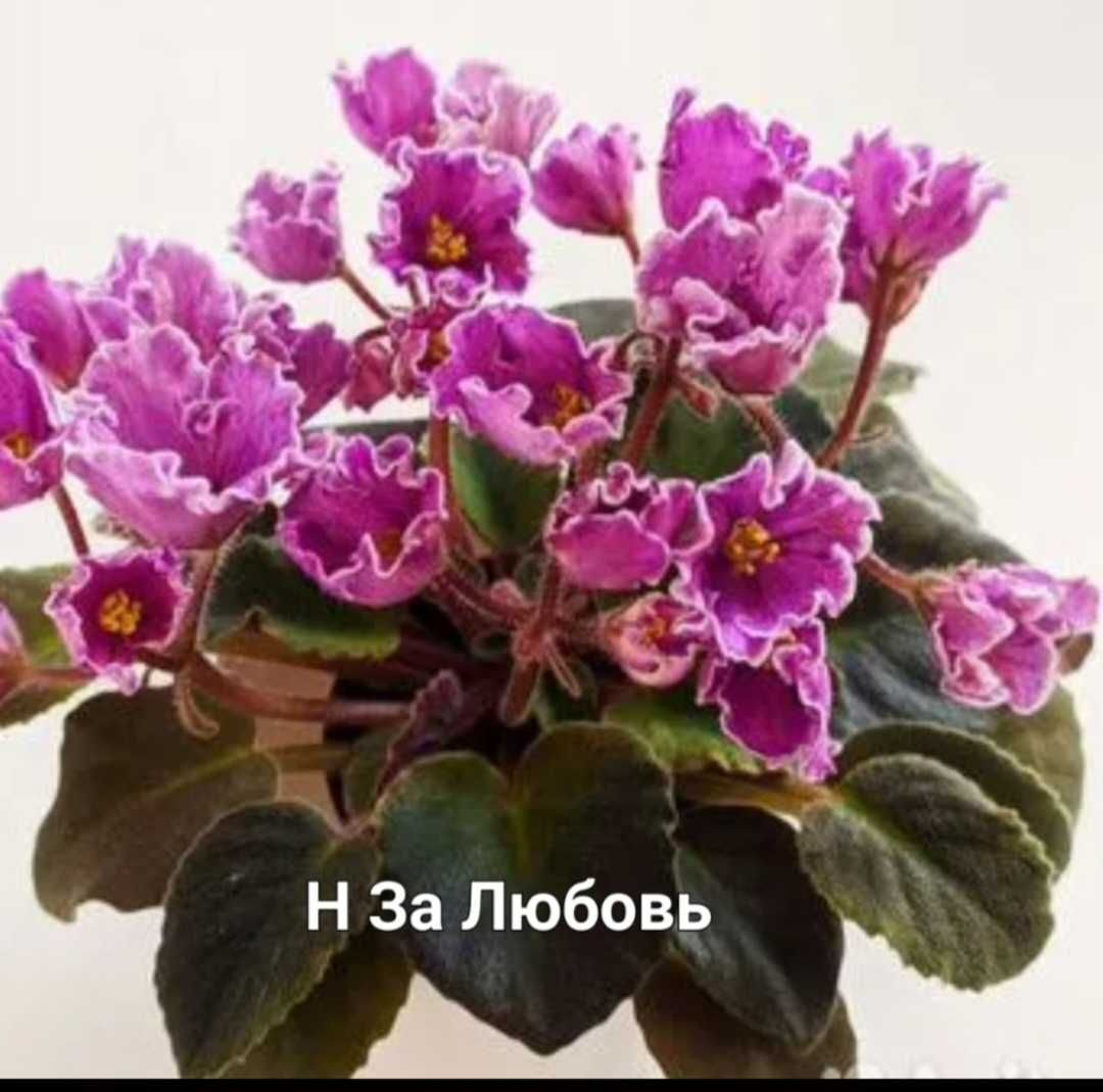 Фіалки сенполії міні, полу міні, трейлери
