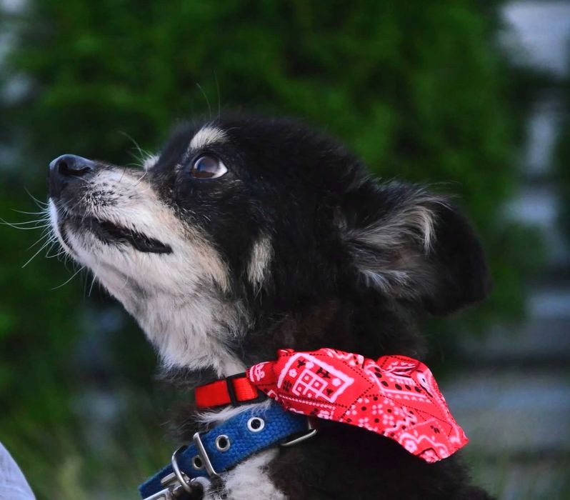 Najkochańszy malutki piesio-Grzybek prosi o miłość