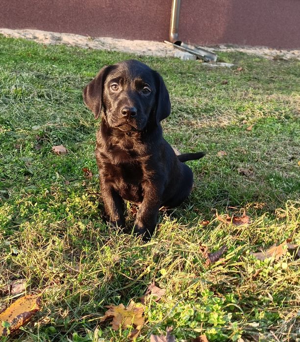 Szczeniak labrador czarny