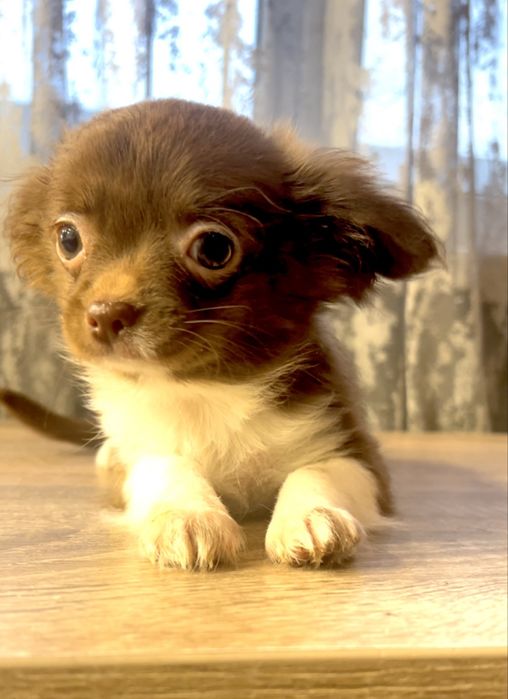 Дівчинка чихуахуа