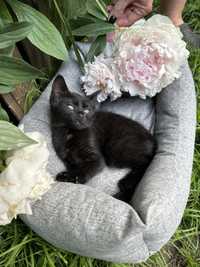 Чорне кошеня 1,5 місяця безкоштовно