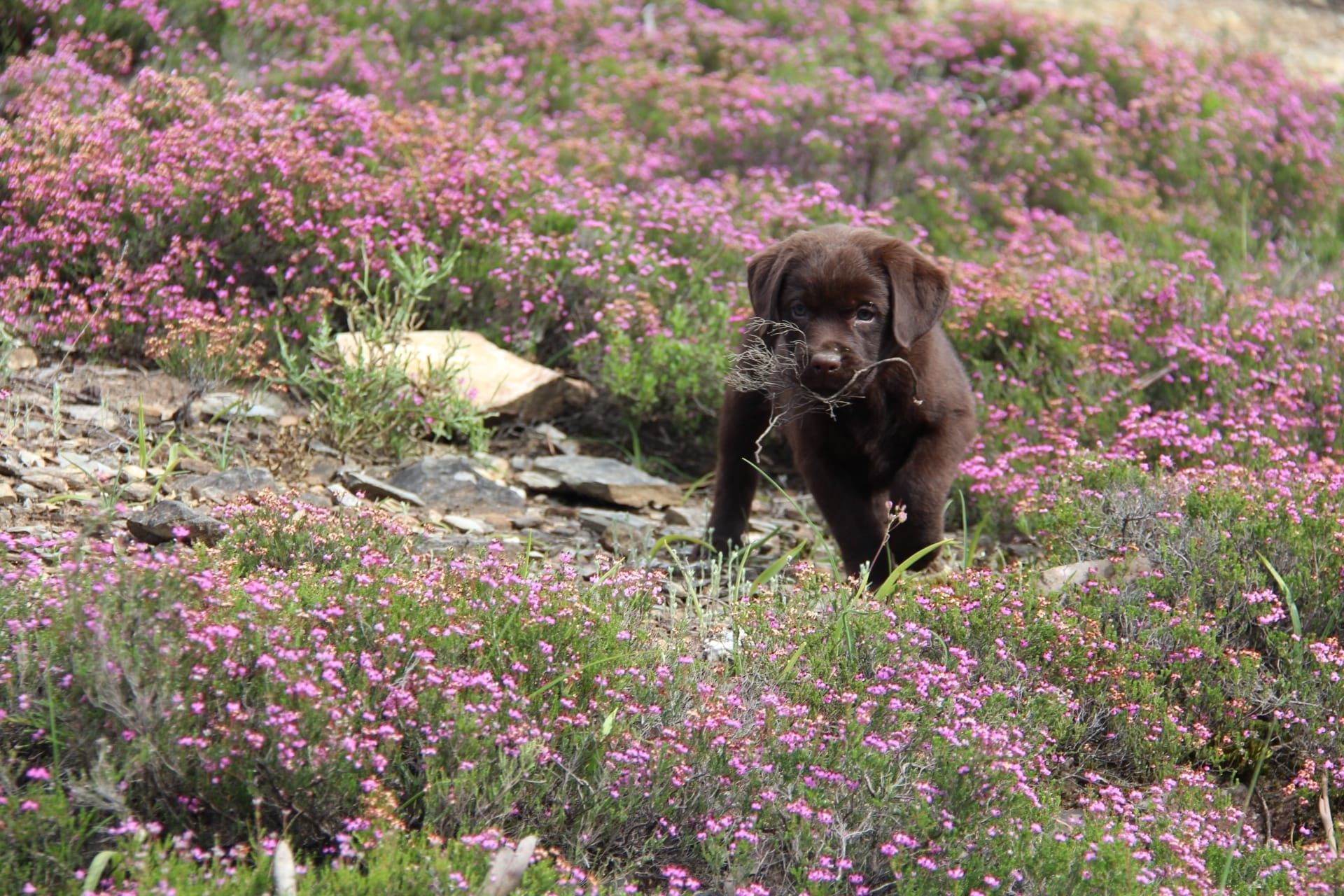 Labrador com Lop