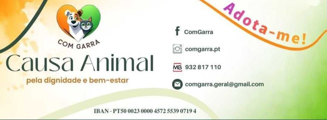 Gatinhos para adopção