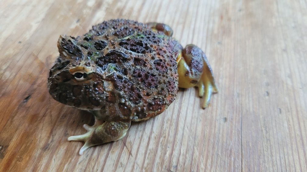 Żaba rogata OZDOBNA - Ceratophrys ORNATA