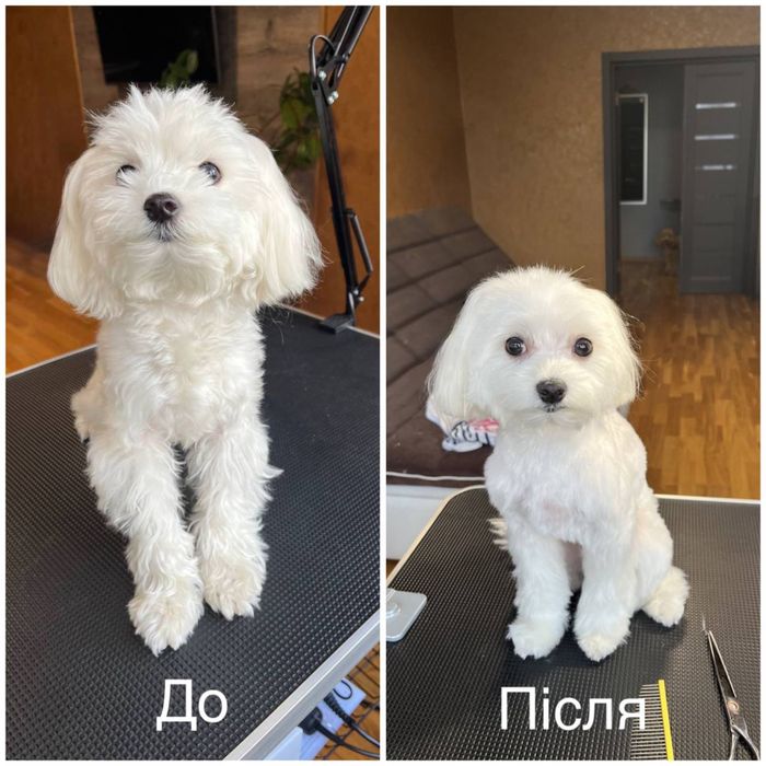 Стрижка собак мелких и средних пород