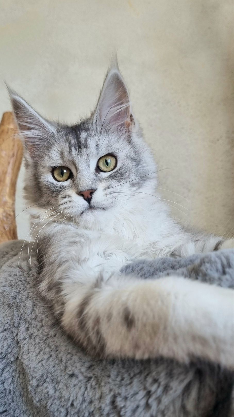 Kotka Maine Coon