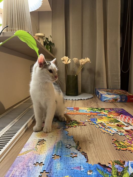 Szukamy kochającego domu dla kotka