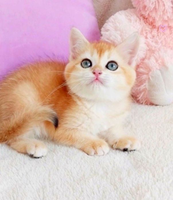 Чарівна зеленоока дівчинка шотландочка