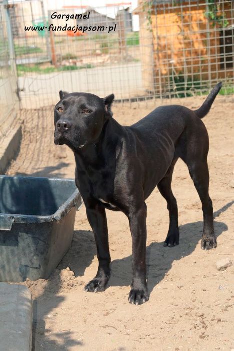 Gargamel - piesek w typie cane corso