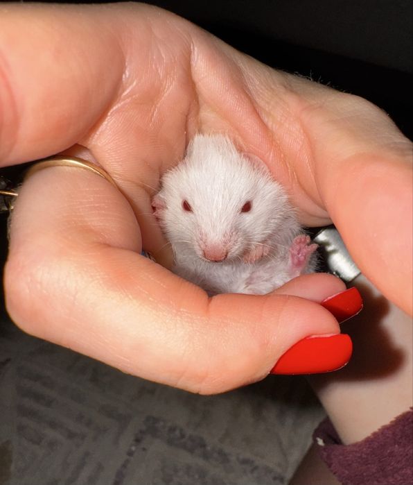 Sprzedam urocze chomiki syryjskie