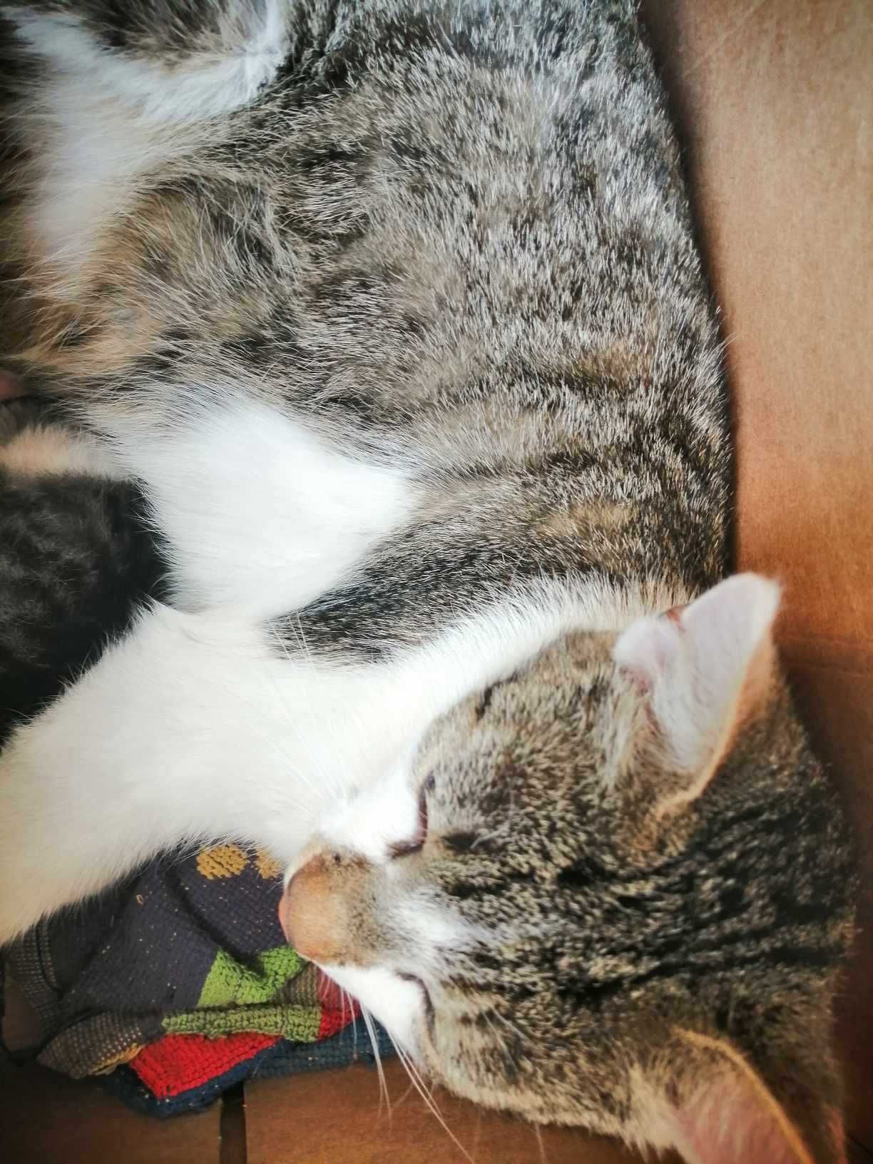 kotki do adopcji