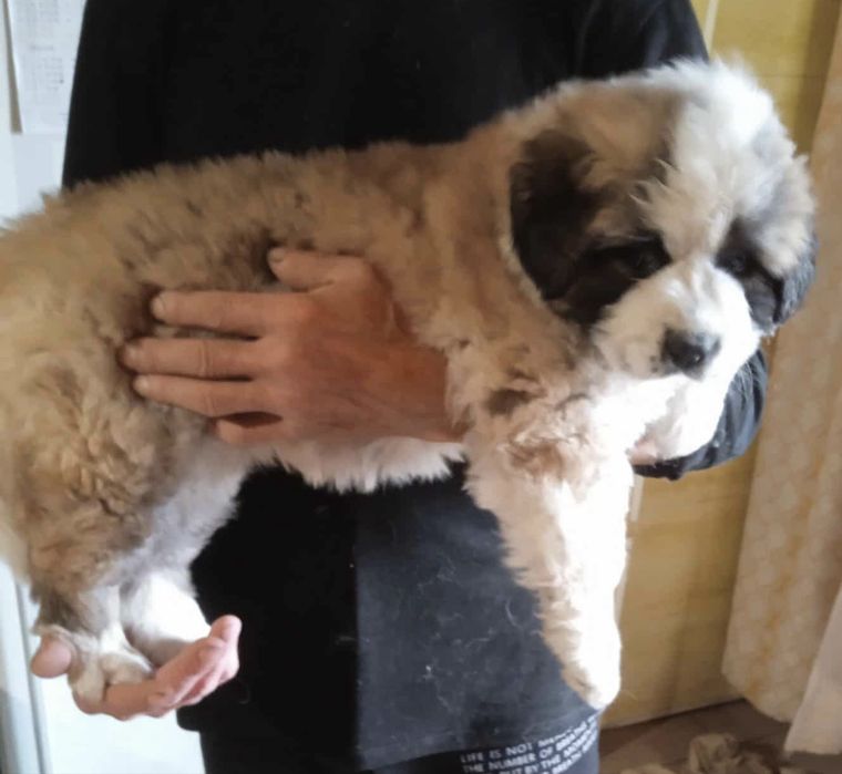 Продается щерок мом.сторожевая.