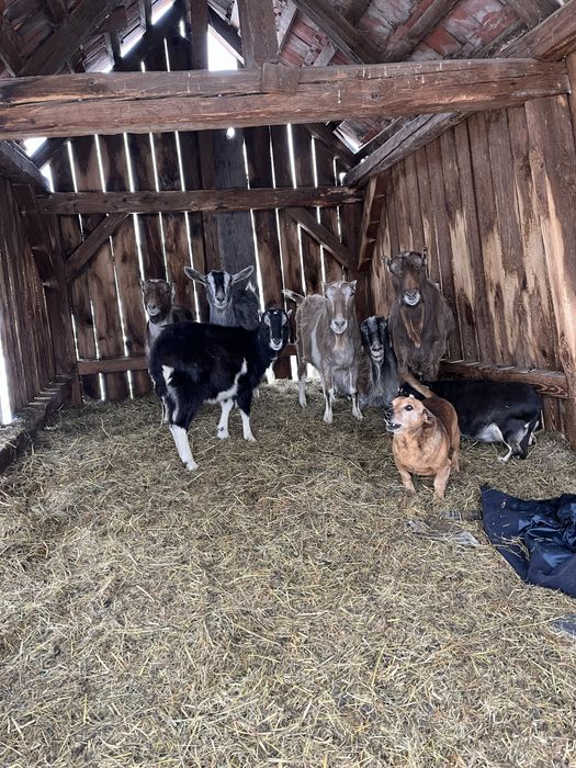 Sprzedam kozy – zdrowe, zadbane, różne kolory i wielkości