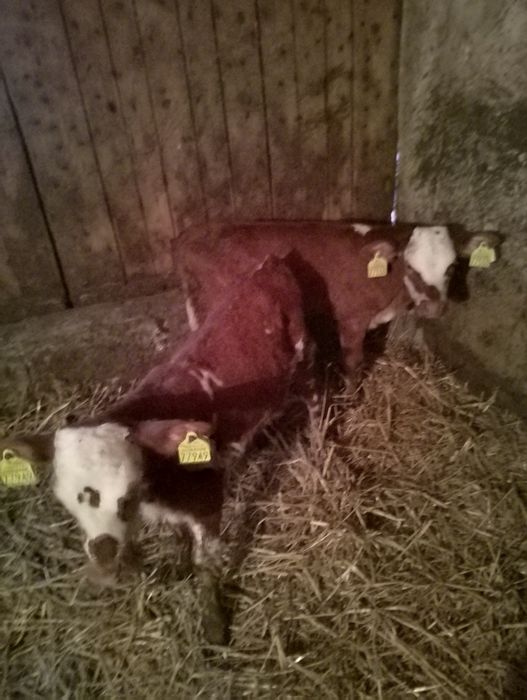 Sprzedam cielaki.  .