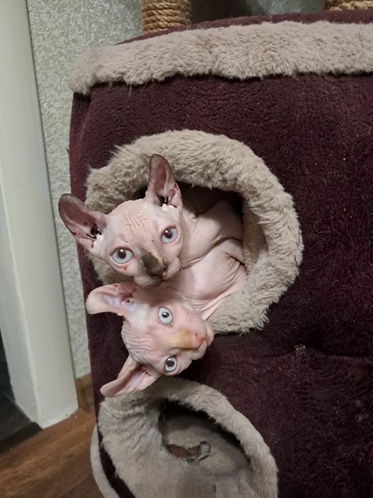 Єльфийские детки