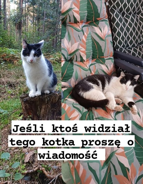 Zaginął kotek o imieniu Lucjan
