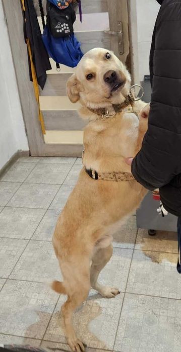 BREGUŚ pies w typie labradora o gołębim sercu szuka domu