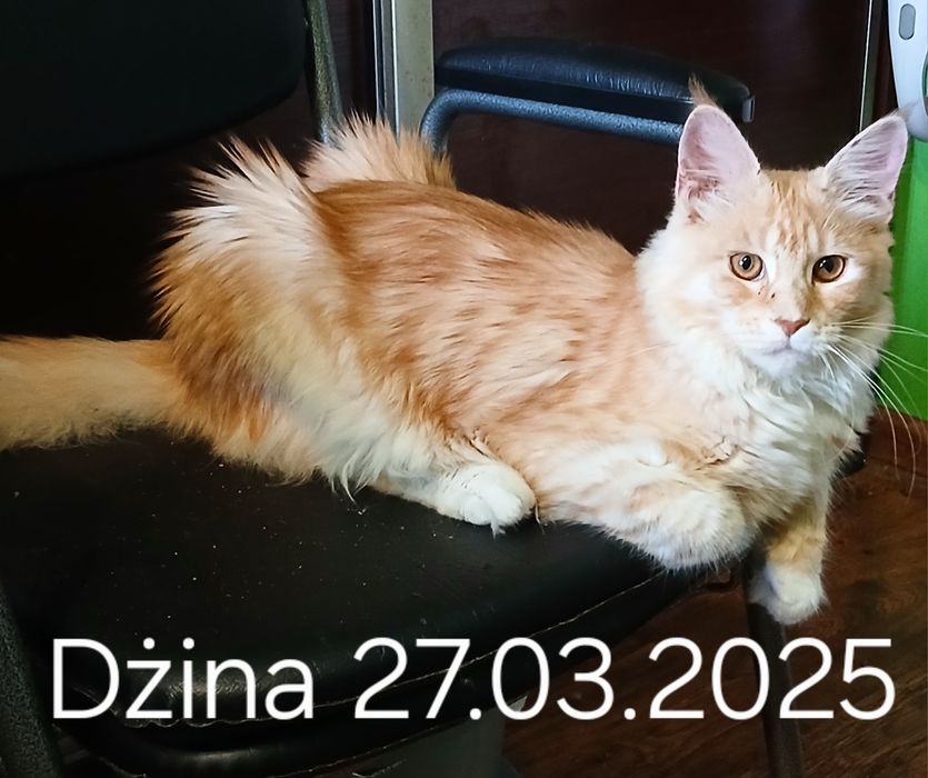 Sprzedam kotkę Maine Coon urodzoną 27.03.2025 ,,Dżina,,