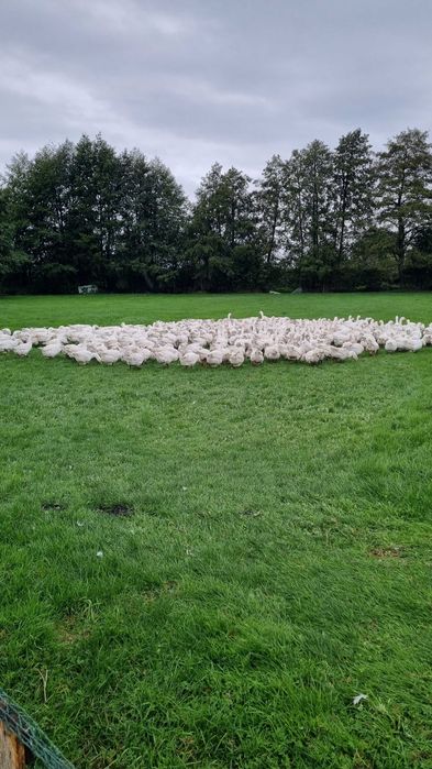 Gęsina tuszki z gospodarstwa