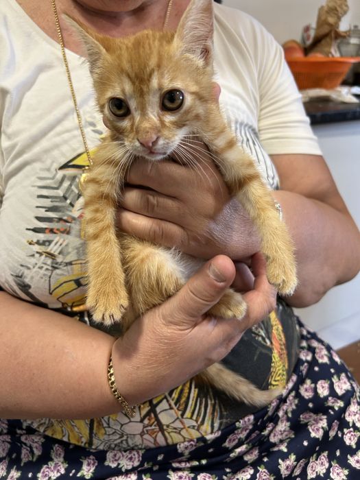 gatinhos laranja para adoção