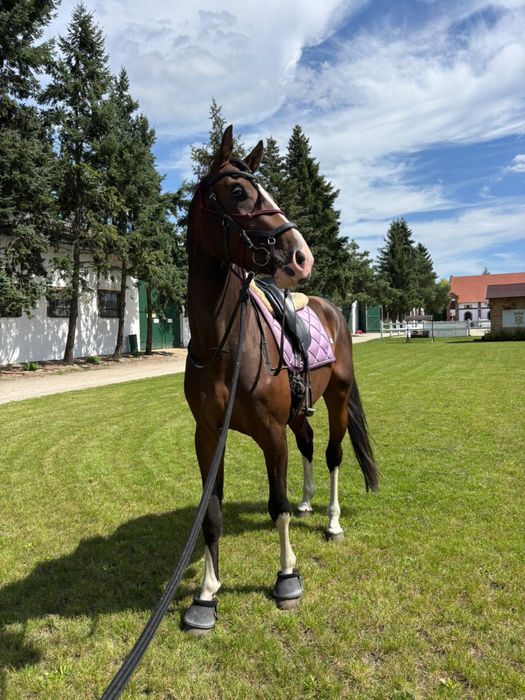 Carmel Macchiato Di Caprio Z