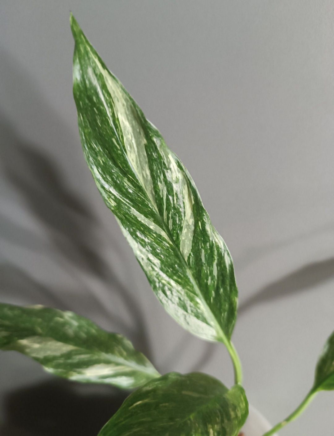 Spathiphyllum Skrzydłokwiat Gemini