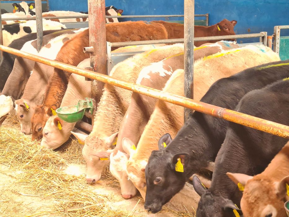 Byczki BBB Simental MM CB RW Samodzielne bezpośrednio z Holandii