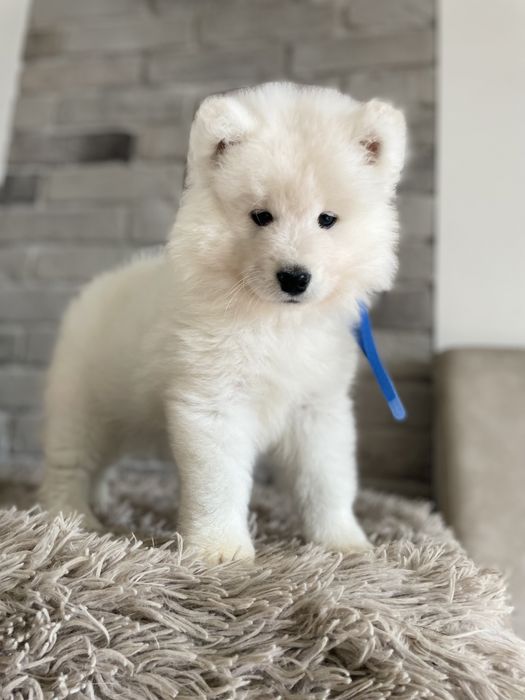 Piesek samoyed, szczenię.