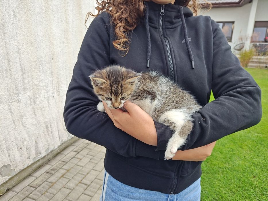 Witam oddam małe kotki gotowe do zmiany domu