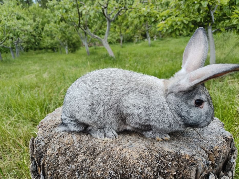 Свійські кролики