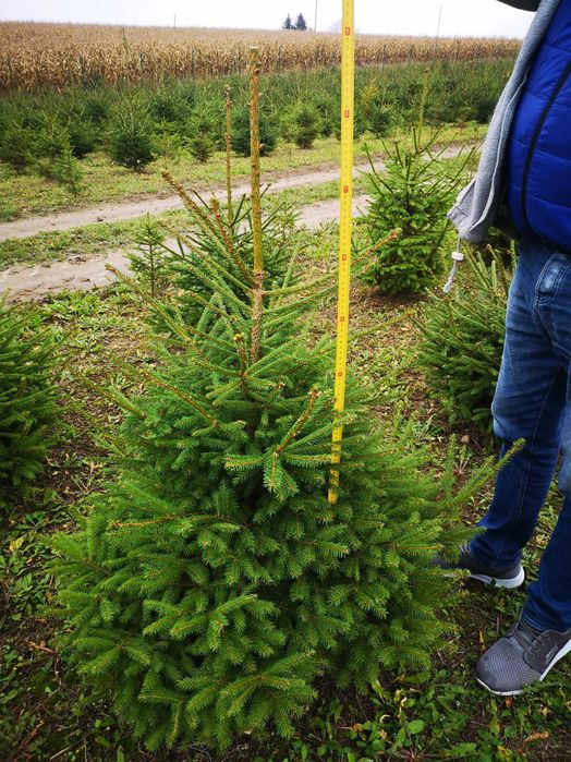 Choinki z własnej plantacji