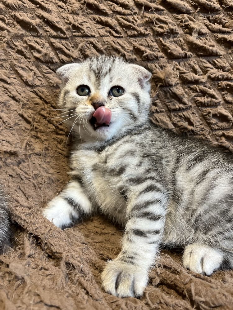 Шотландські кошенята