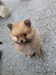 szpic miniaturowy pomeranian