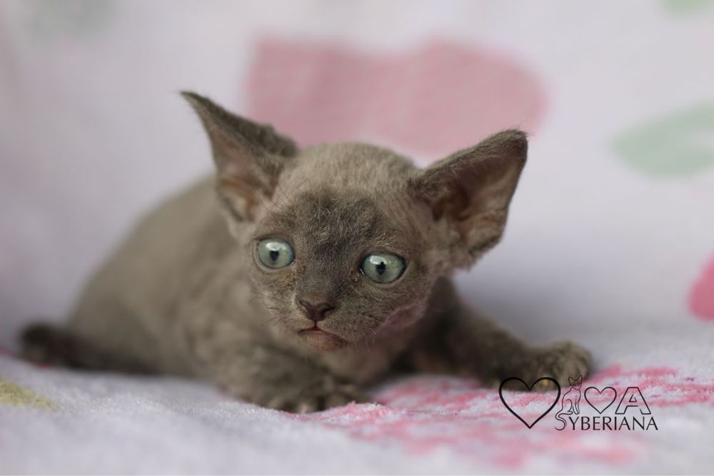 Niebieski kocurek devon rex