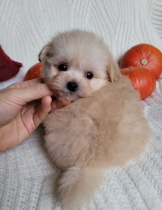 Наче іграшковий ведмедик) Дизайнерська mini pomapoo дівчинка з Києва