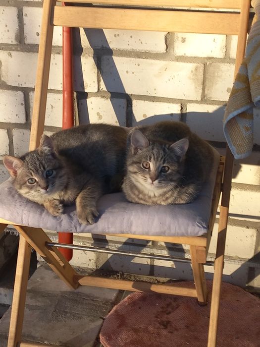 Кошенята в добрі руки.