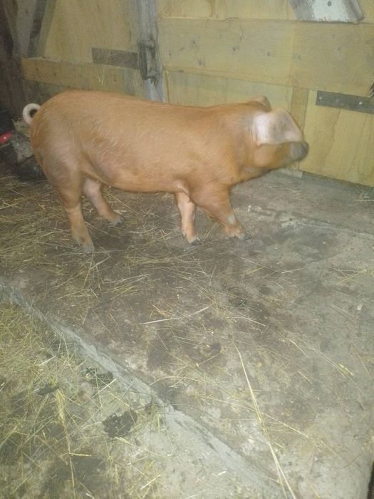 Продам маленьку свинку