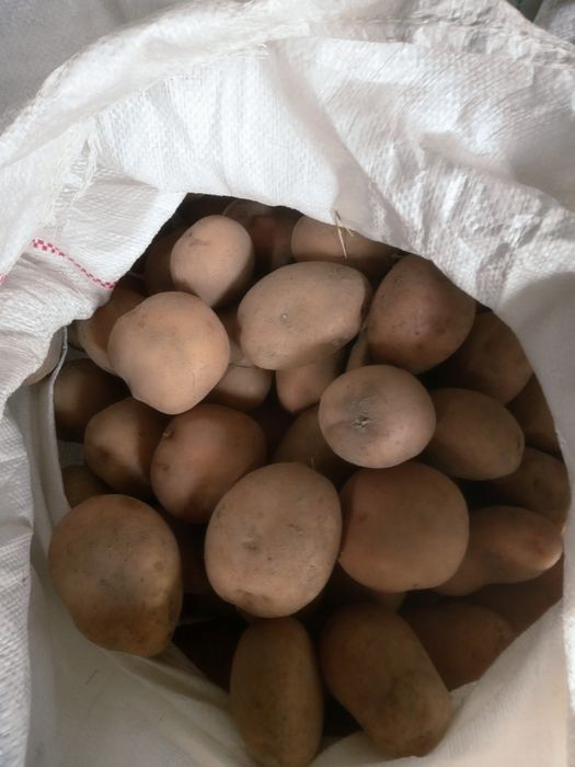 Ziemniaki jadalne duże, worek 15kg