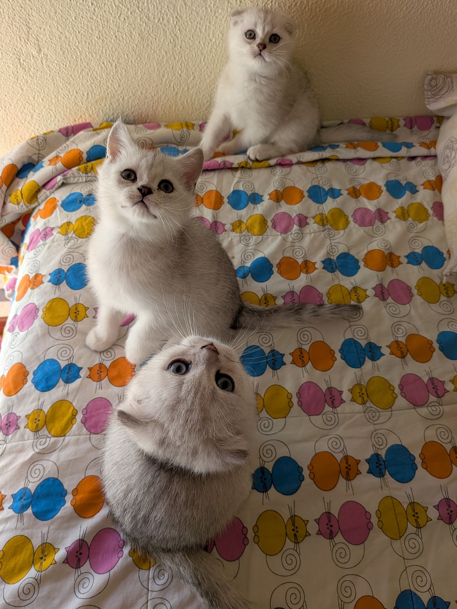 Gatinho Scotiish Fold