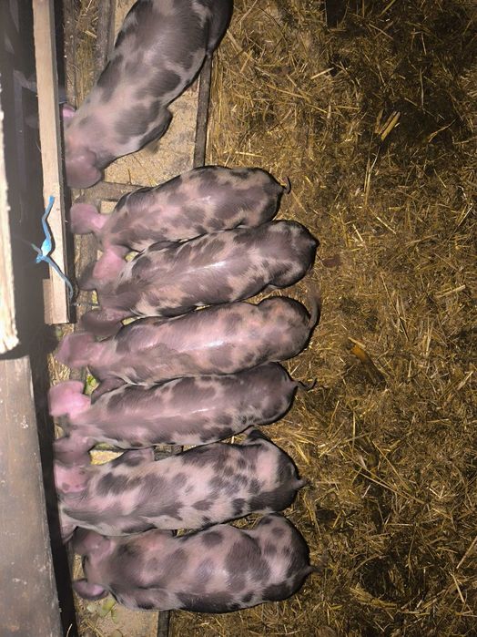 Leitões vivos para assar na zona da Póvoa de lanhoso