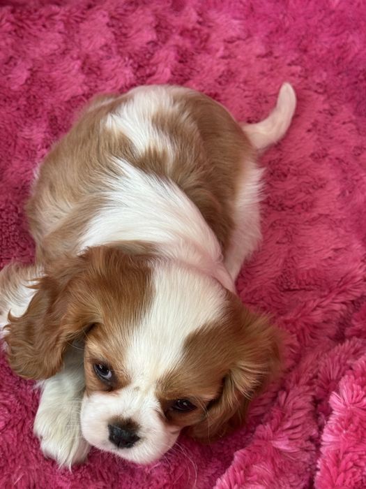 Sunia - Cavalier  King Charles Spaniel