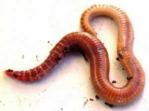 Верміферма біогумус черви старатель