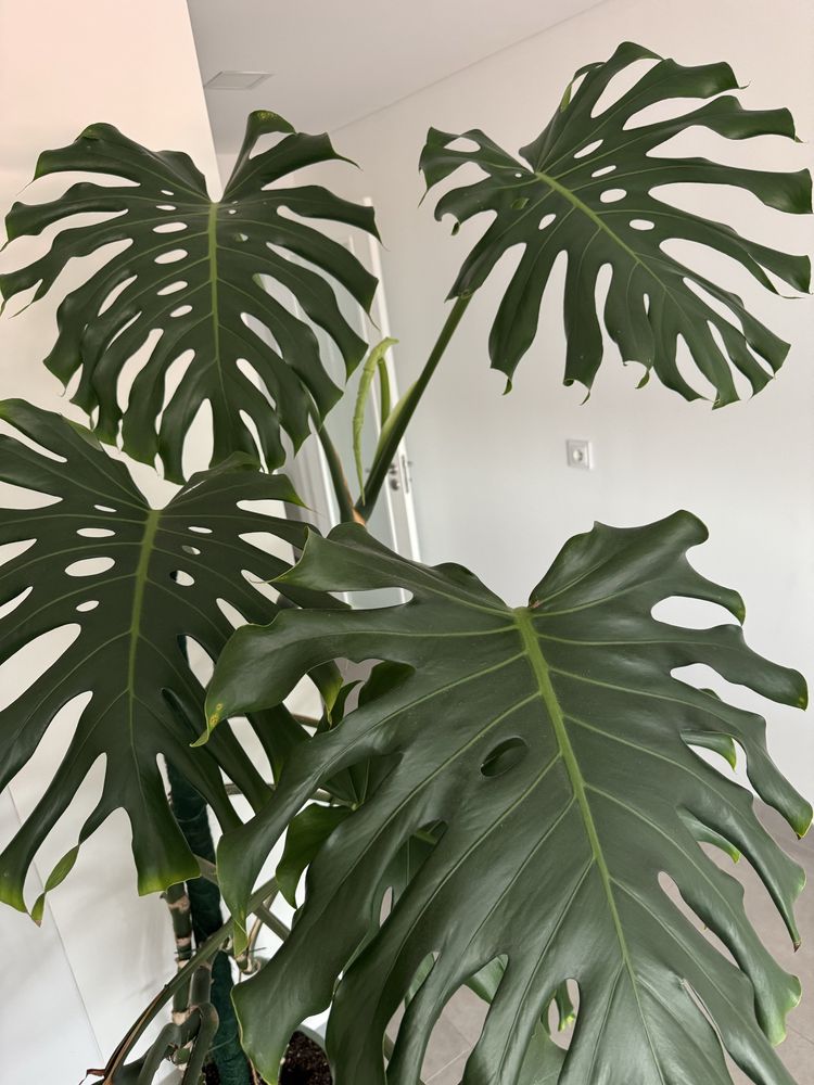 Monstera deliciosa gigante