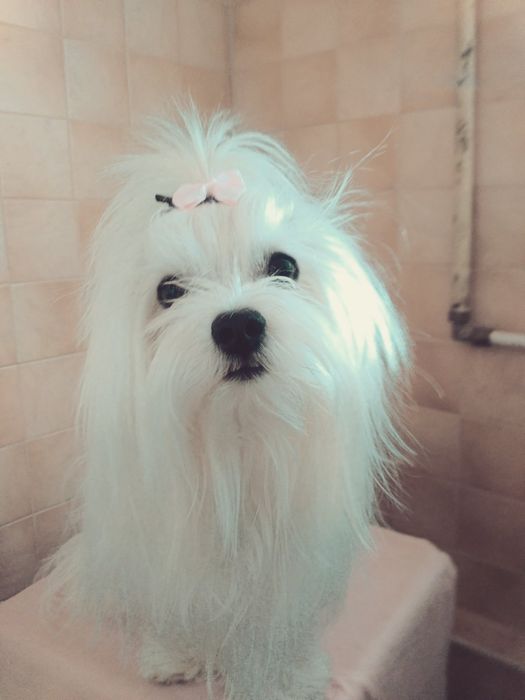 Щенки Мальтезе, мальтийская болонка