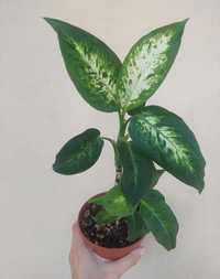 [Planta] Dieffenbachia 'Compacta'