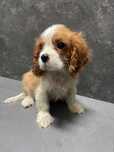 Cavalier King Charles