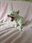 Chihuahua piesek