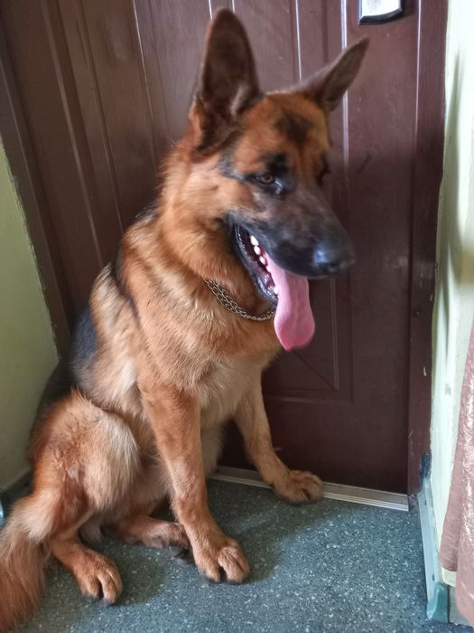 Вязка немецкий овчарка