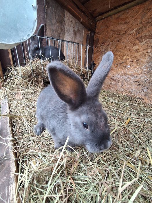 Sprzedam króliki wiedeńskie
